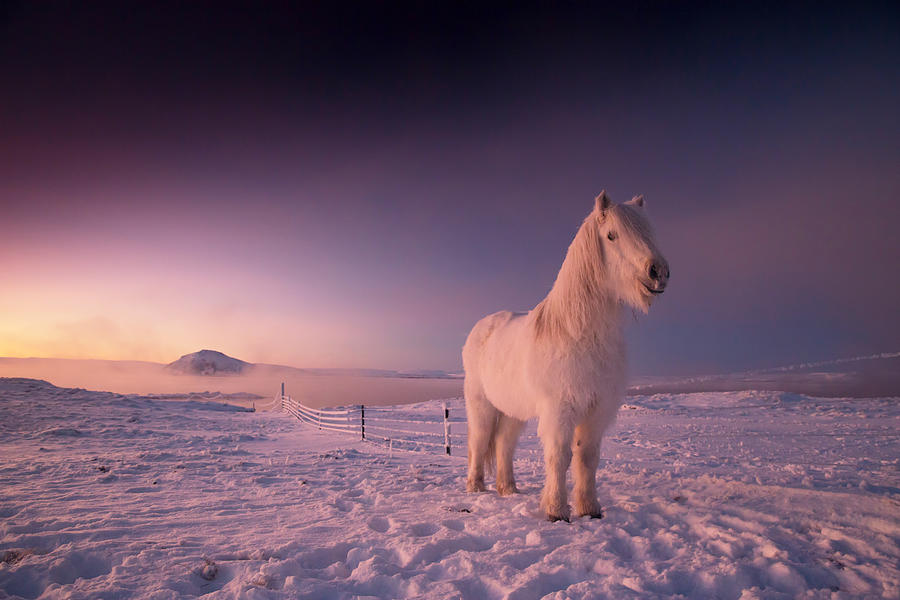 An Icelandic horse in the snow. Photograph by Alex Saberi