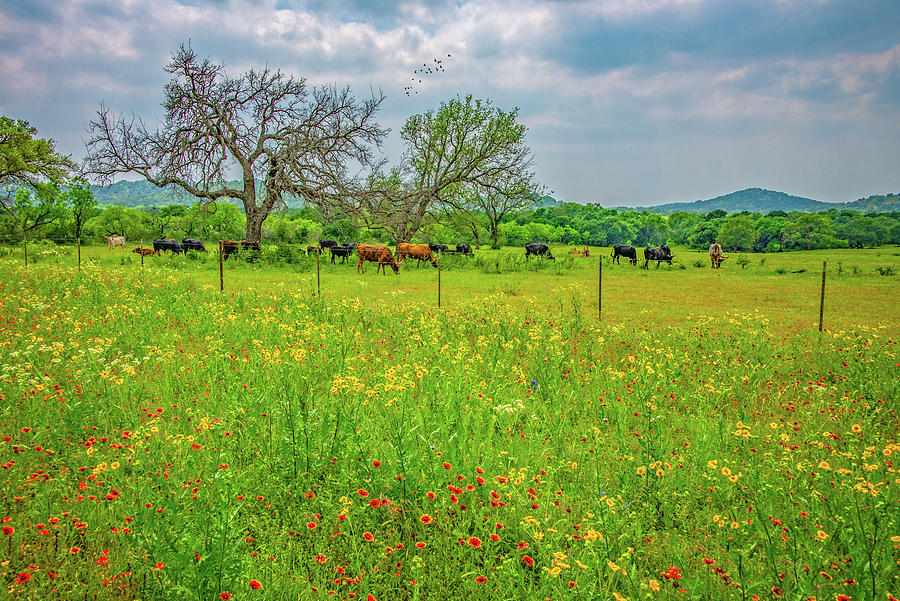 An Idyllic Spring Day in the Hill Country Photograph by Lynn Bauer