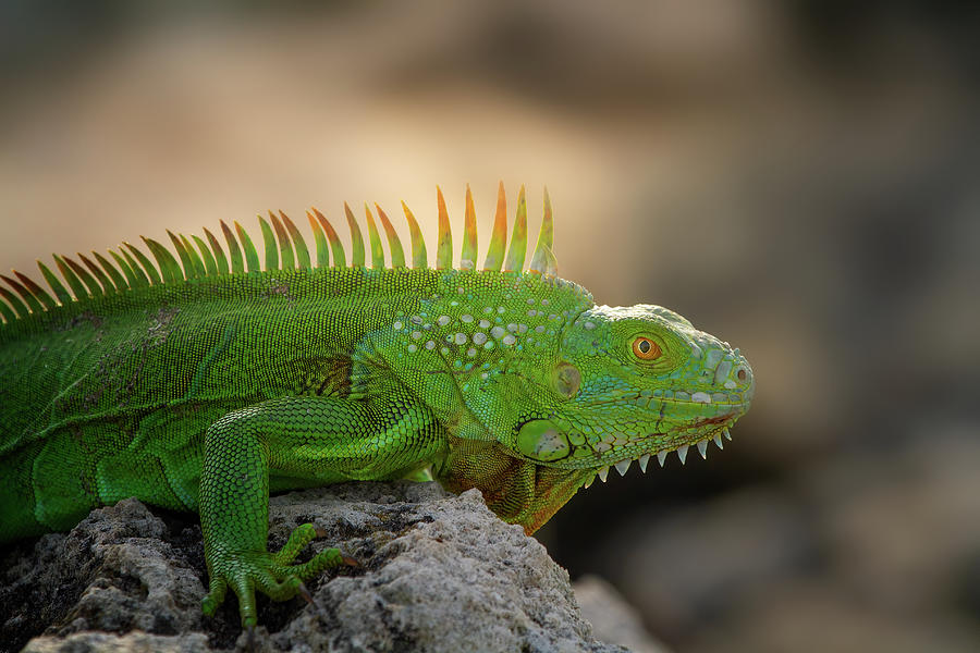 An Iguana in the Garden Photograph by Mark Andrew Thomas