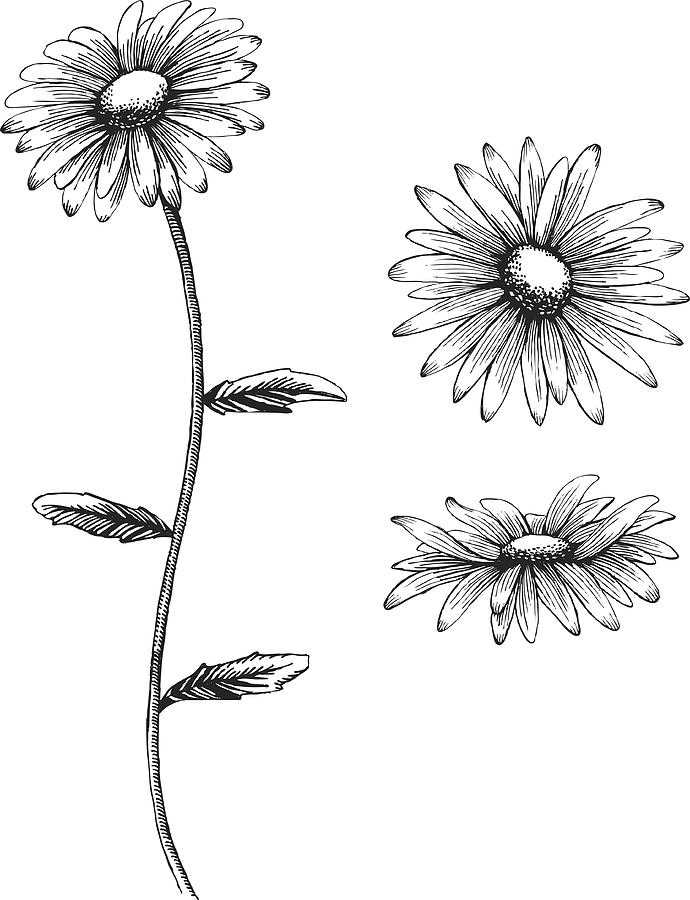 An illustration of a daisy in black and white Drawing by Mecaleha