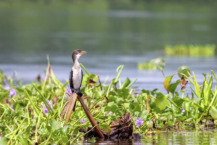 An immature long-tailed cormorant, microcarbo africanus, perched on the banks of Lake Edward, Uganda, and surrounded by water hyacinth Photograph by Jane Rix