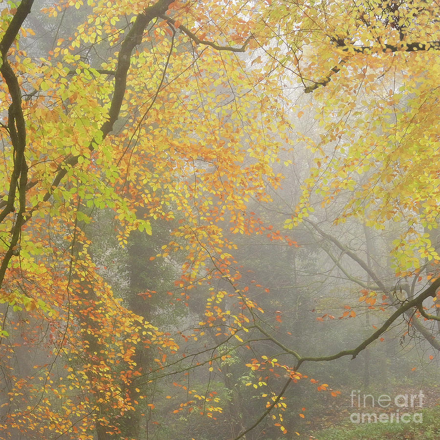 An Impression of Autumn  Photograph by Janet Burdon