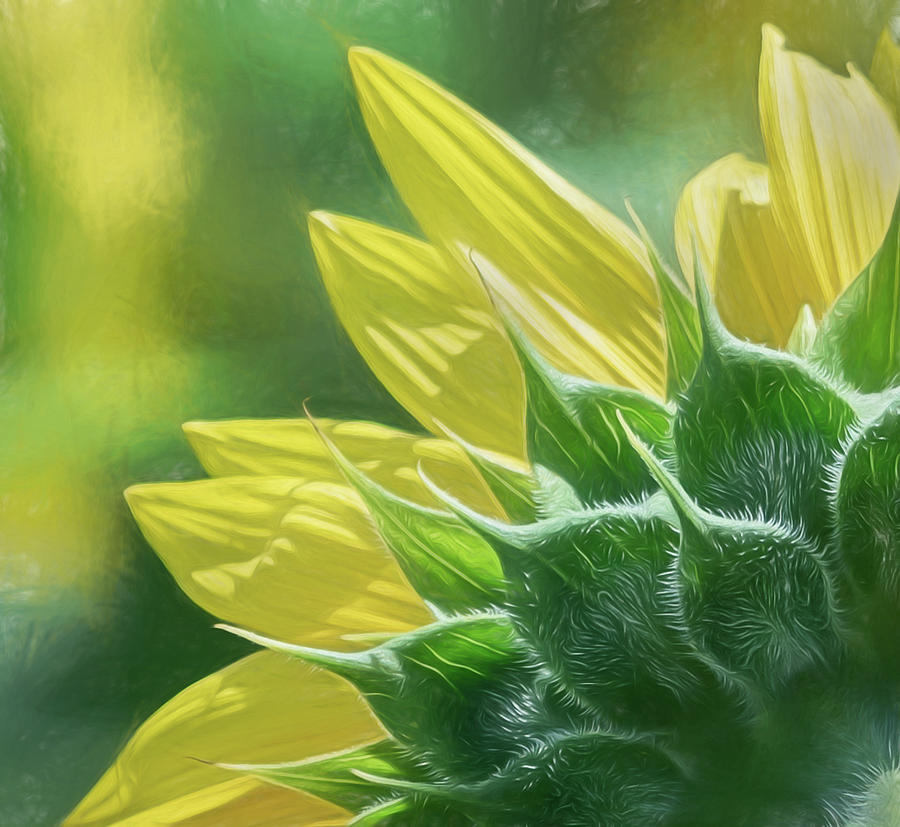 An Impressionistic Sunflower Photograph by Sylvia Goldkranz