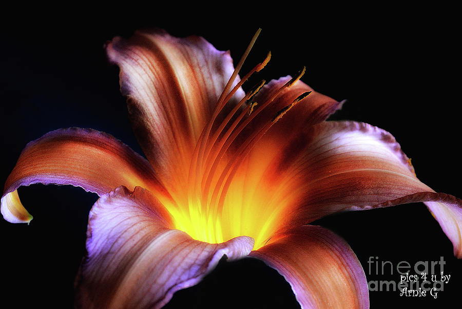 Flowers Still Life Photograph - An Inner Glow by Arnie Goldstein