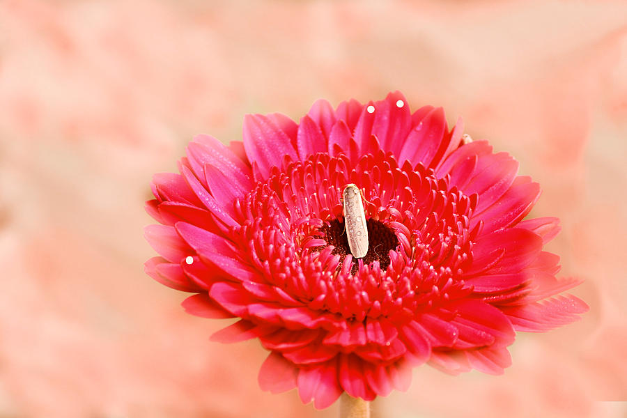 An Insect Sitting On Zinnia Photograph