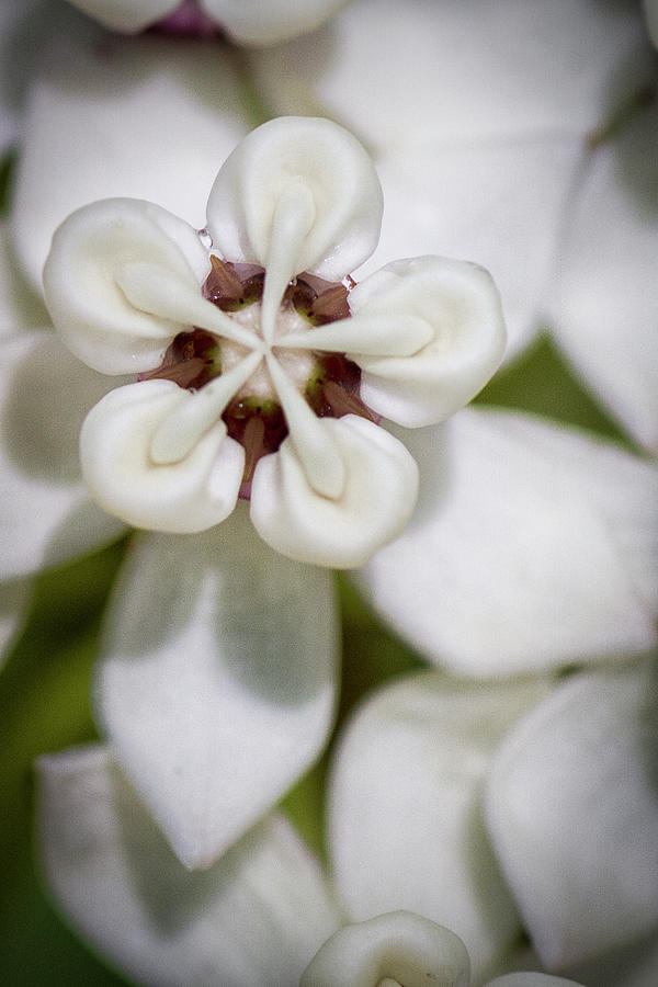 An Intimate Look at Wild Milkweed Photograph by Bob Decker