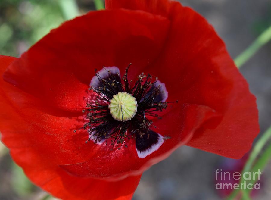 Poppy Photograph - An Intimate Moment Shared by Janet Marie