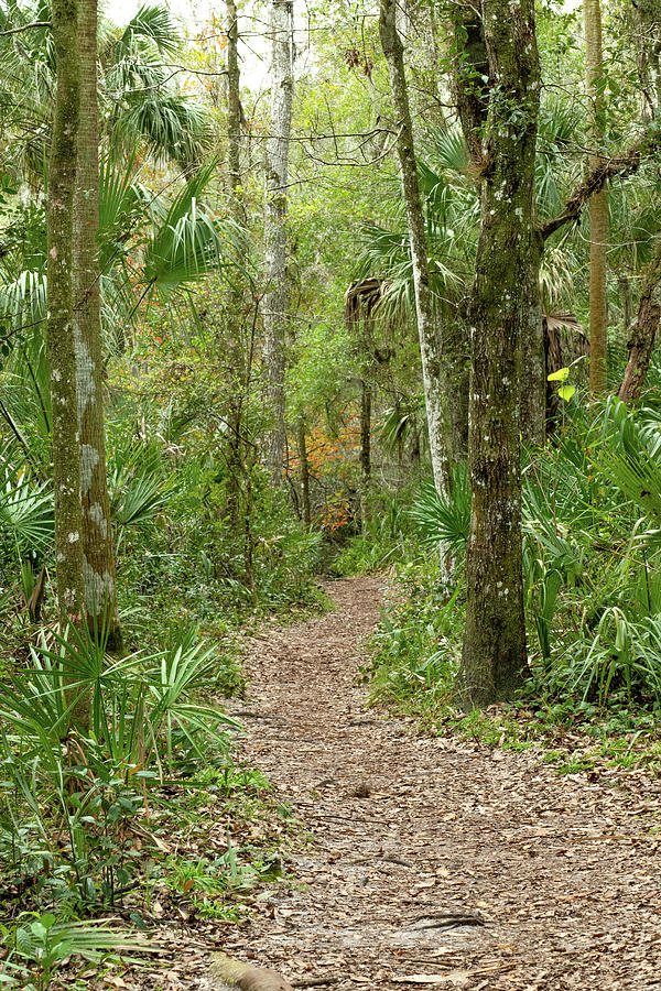 An Invitation to Hike in Florida Photograph by Margaret Zabor