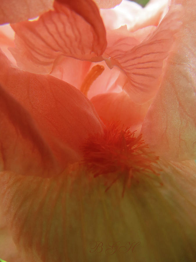 An Iris Lullaby - Floral Photography - Iris Super Macro - Iris Art Photograph by Brooks Garten Hauschild
