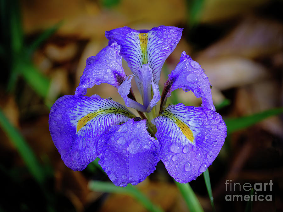 An Irish Iris Photograph by Neil Maclachlan