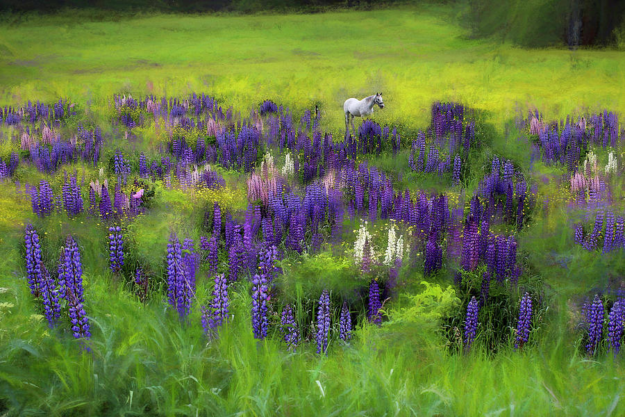An Island of Lupine in a Sea of Gold Photograph by Wayne King