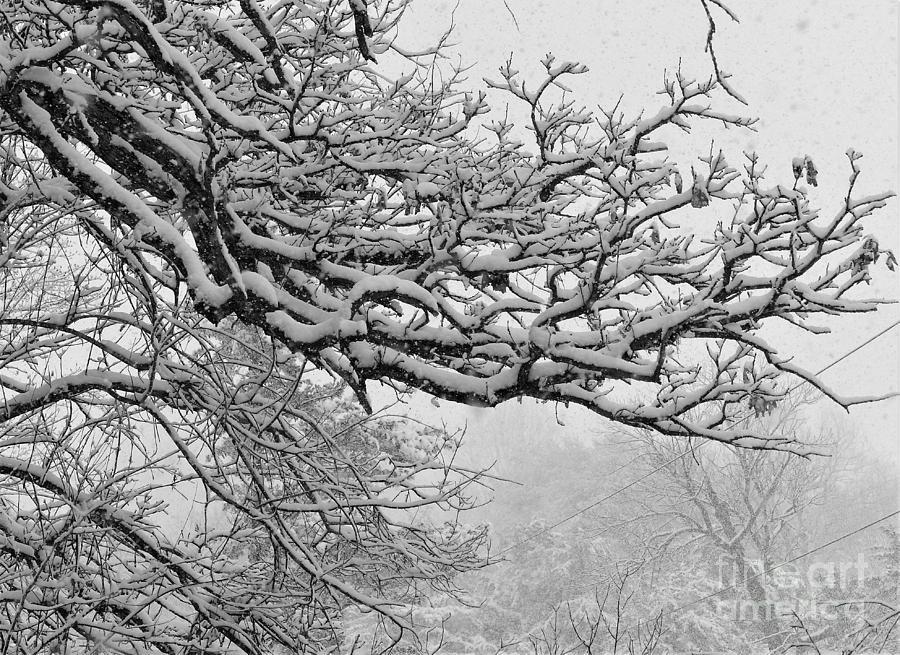 Spring Snow On Branches Photograph by Rosanne Licciardi