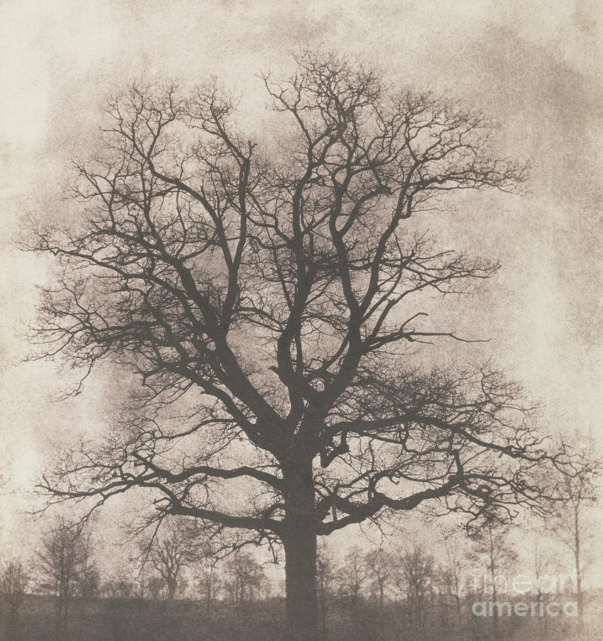 An oak tree in winter Photograph by William Henry Fox Talbot