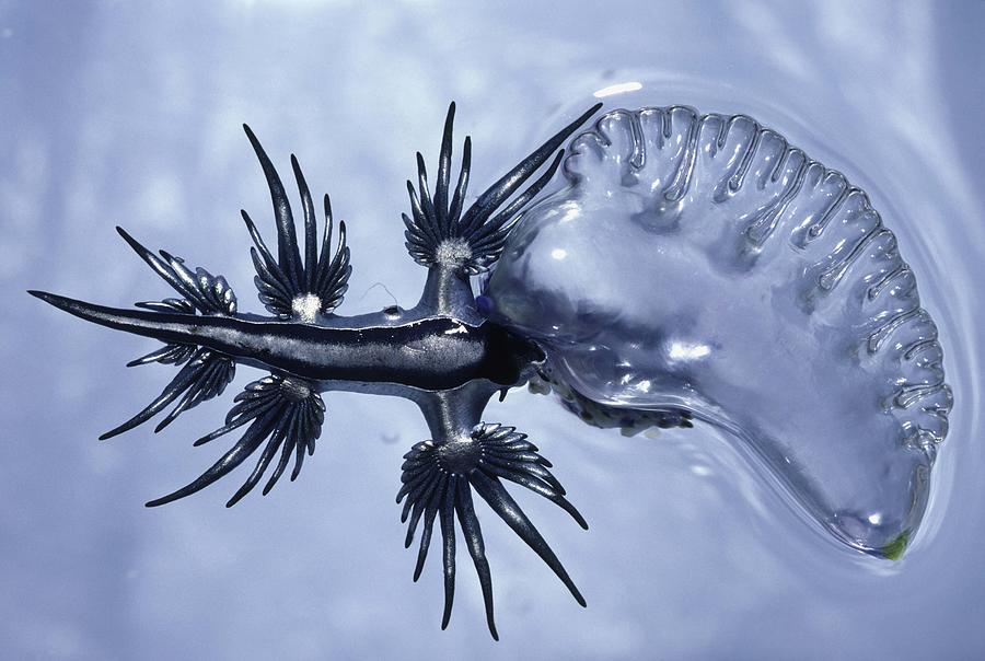 An oceanic sea slug, Glaucus atlanticus, feeding on a blue bottle jellyfish, Physalia physalia . Horizontal. Photograph by David Maitland