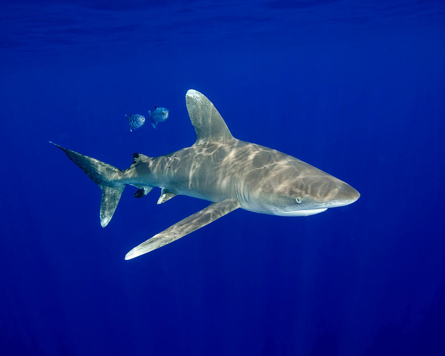 An Oceanic White Tip Shark Cruising in the Deep Painting by Roberts ...