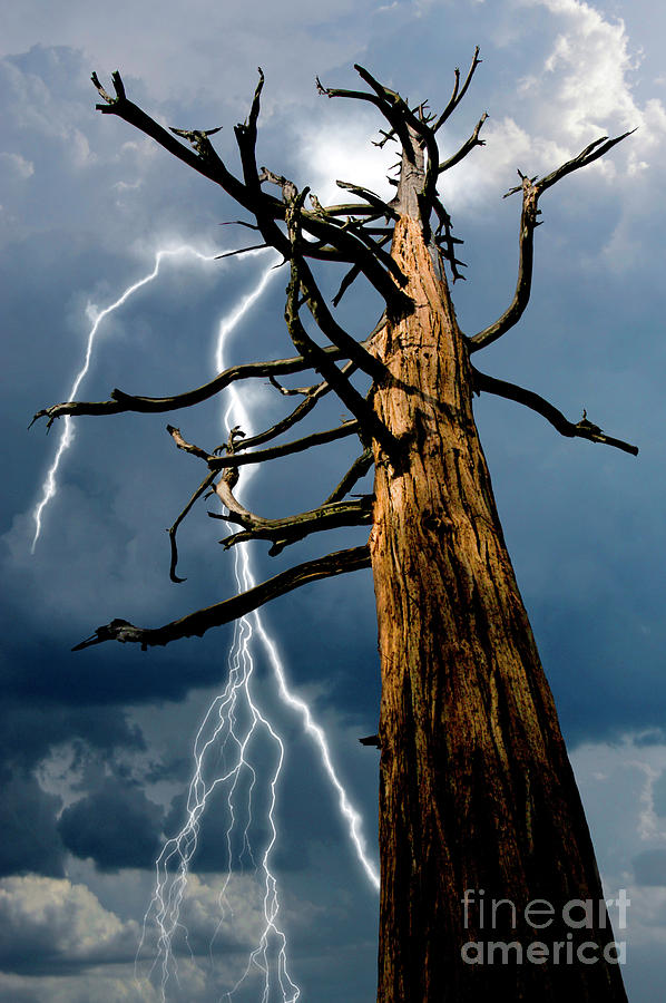  An old dead pine tree that was hit by lightening is in danger of being hit again by an approaching  Photograph by Gunther Allen
