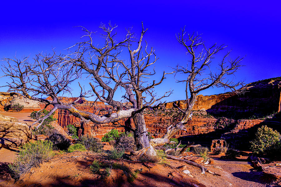 An Old Dead Tree Dead Horse State Park Utah Photograph