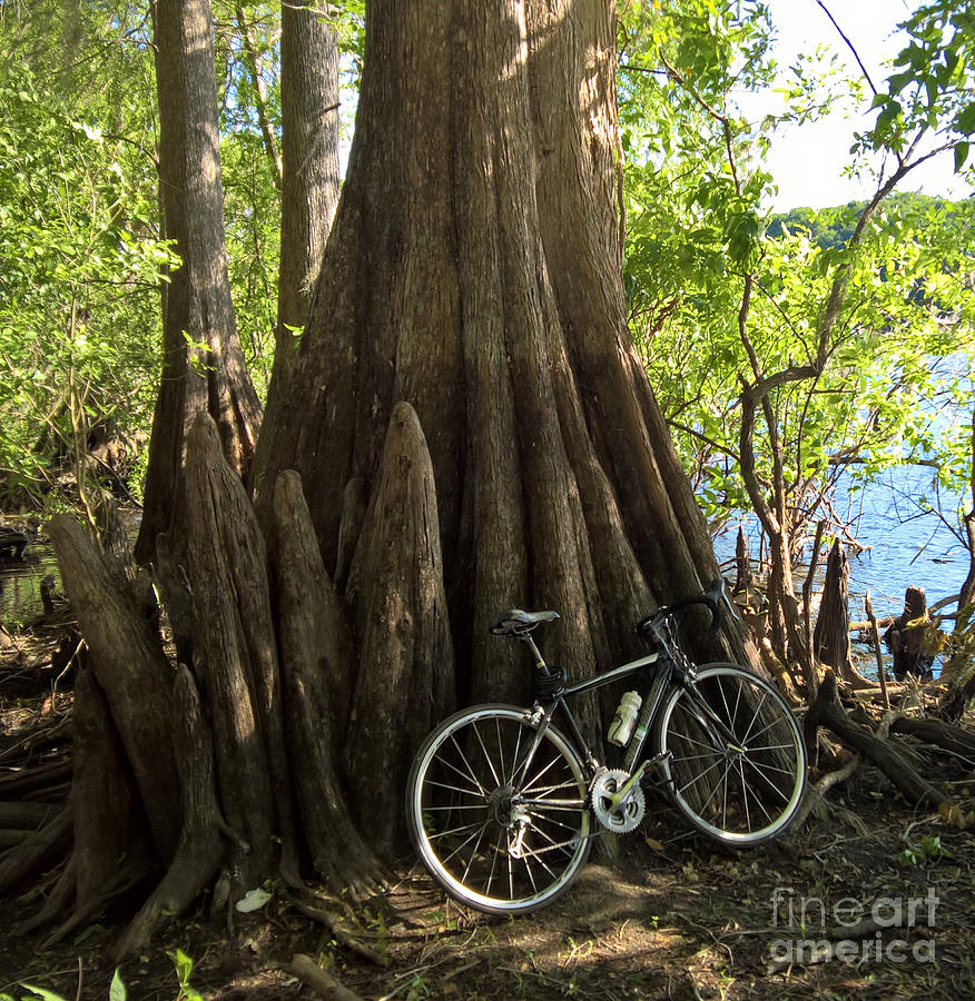 An Old Friend Under a Bald Cypress Photograph by L Bosco