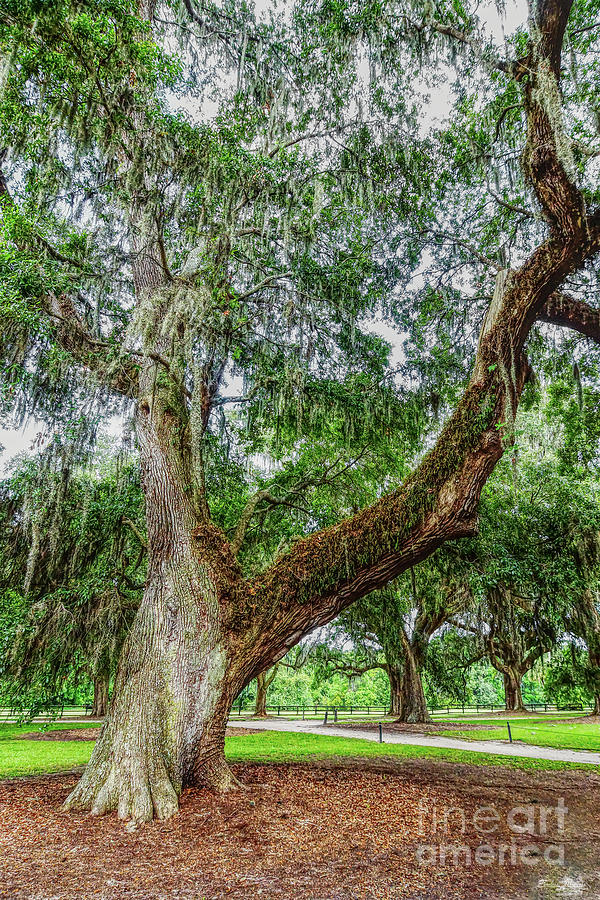 An Old Oak Tree Photograph by Jennifer White