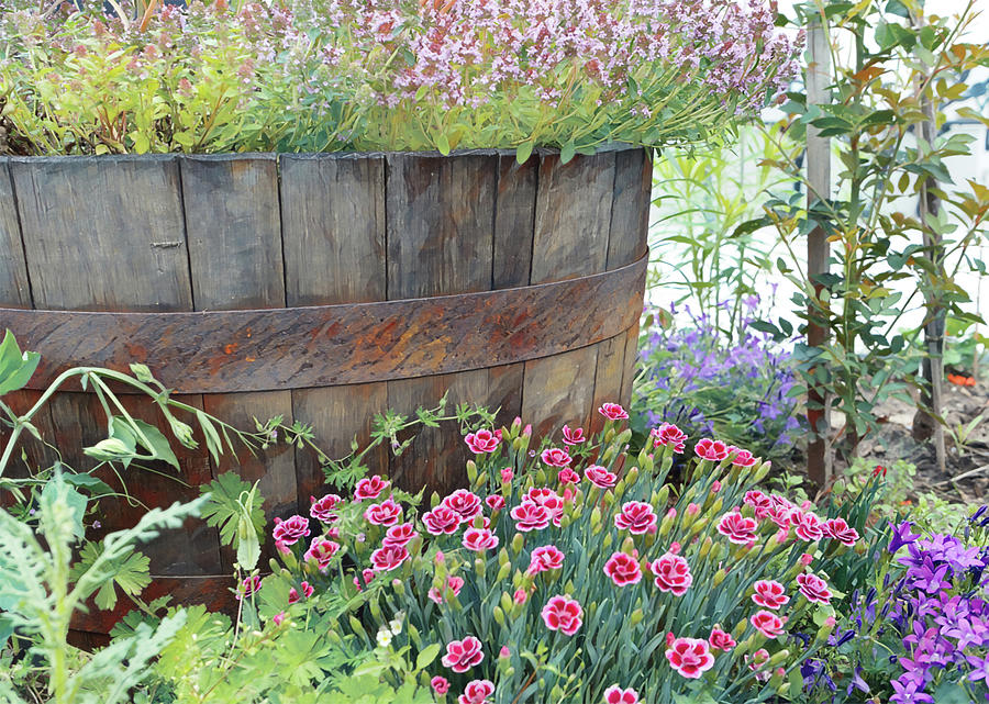 An old, rusty wooden barrel full of flowers Painting by Patricia Piotrak