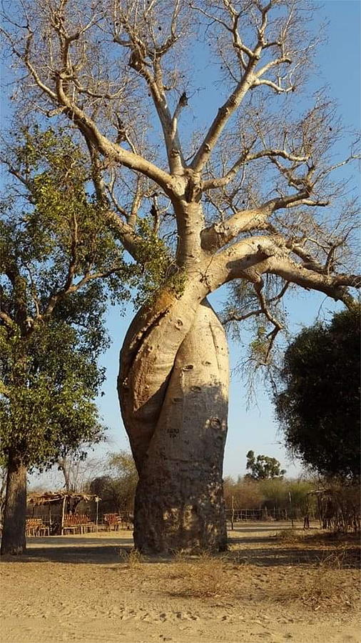 An Old Tree in Baobab Alley in Madagascar KN8 Digital Art by Art Inspirity