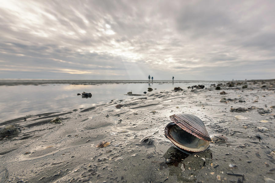 An Open, Empty Sea Shell Lying On The Beach Of Grado On A Cloudy Day In Late Autumn Photograph