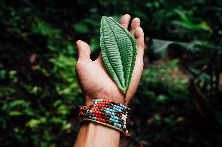 An open hand holds a large leaf found in a cloud forest Photograph by Morgan Arnold