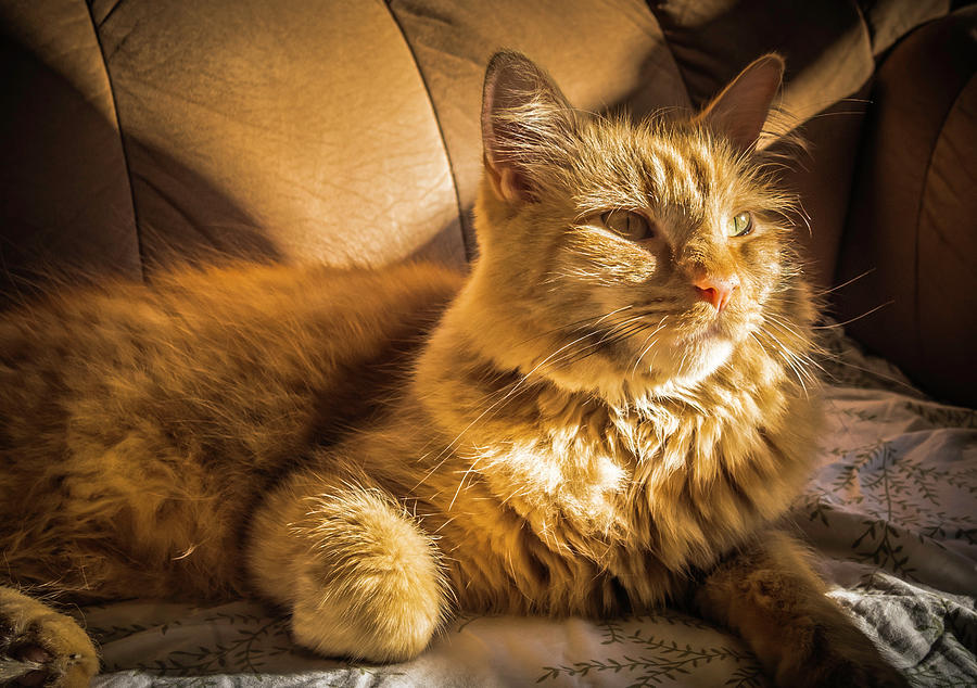 An Orange Cat Getting Some Sun Photograph by Guy Whiteley