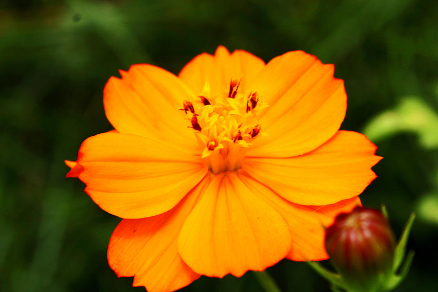 An Orange Cosmo Flower Photograph by Patricia Oldfield - Fine Art America