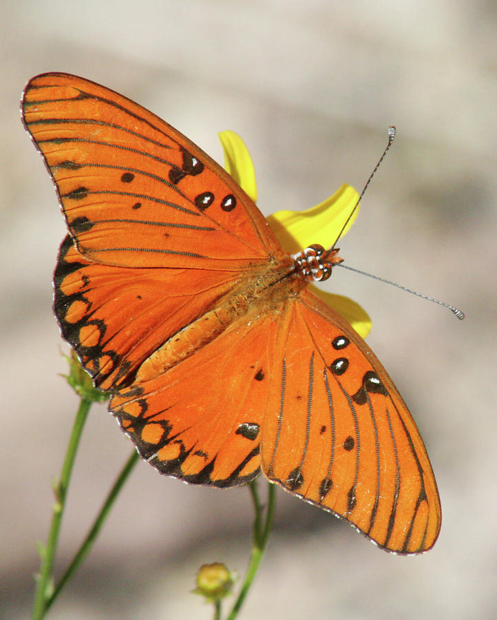 An Orange Gulf Fritillary Butterfly, Az, Nm, Hi, Usa Photograph