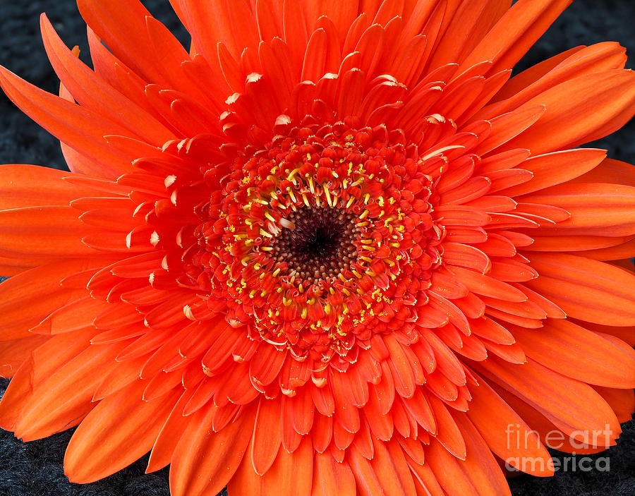 An Orange Happy Birthday Flower Photograph by L Bosco