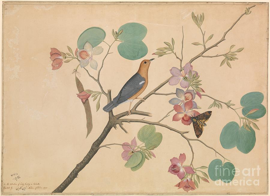 An Orange-Headed Ground Thrush and a Deaths-Head Moth on a Purple Ebony Orchid Branch Painting by Shop Ability