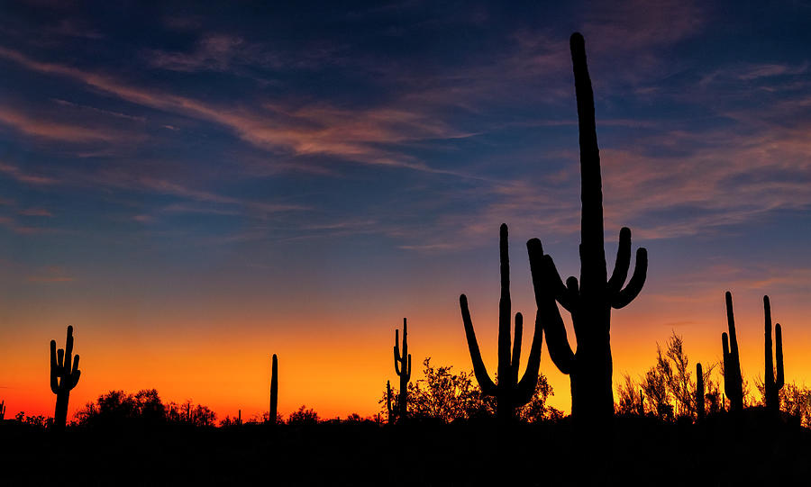 An Orange Saguaro Silhouette Sunset Photograph by Saija Lehtonen - Fine ...