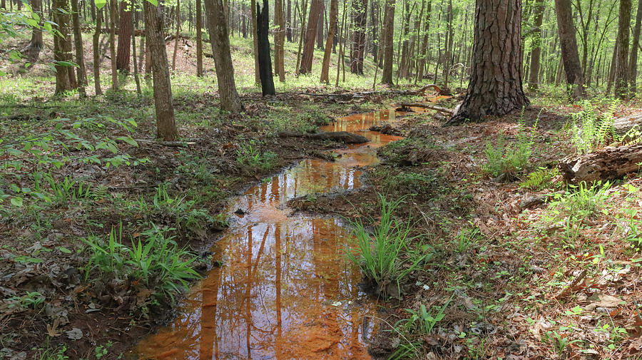 An Orange Snaking Creek Photograph by Ed Williams