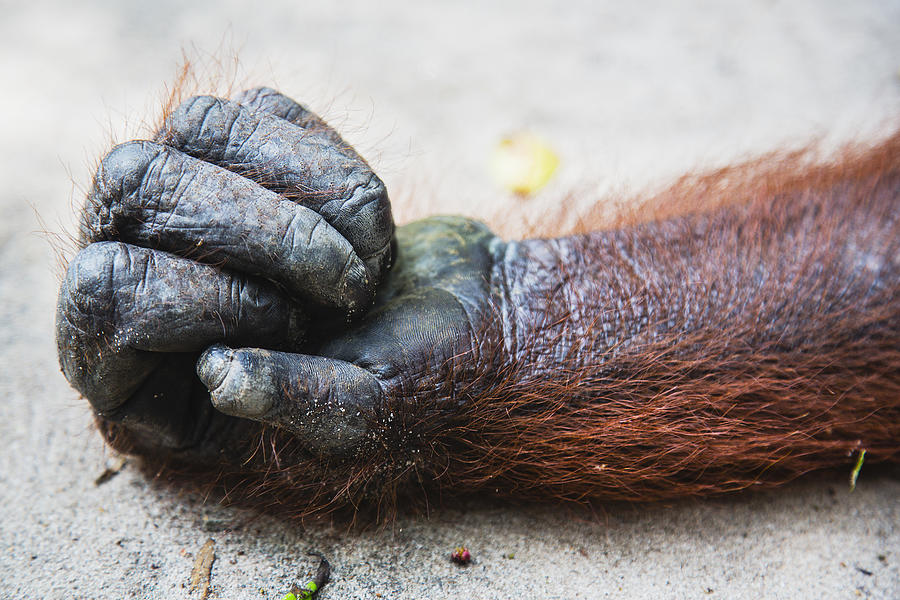 An orangutan hand, close-up Photograph by Jami Tarris