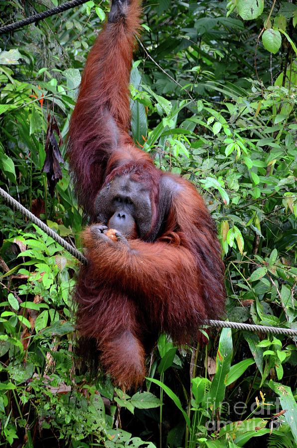 An orangutan hangs on rope and tree while eating bananas Semenggoh Reserve Kuching Sarawak Malaysia Photograph by Imran Ahmed