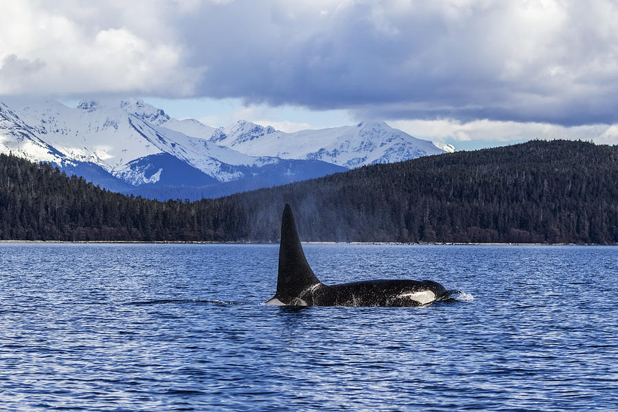 An Orca Whale, or Killer Whale, (Orcinus orca) surface near Juneau in Lynn Canal, Inside Passage Photograph by John Hyde / Design Pics