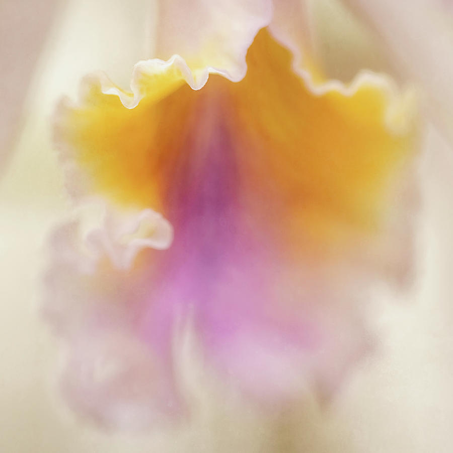 An Orchid Abstract Photograph by Teresa Wilson