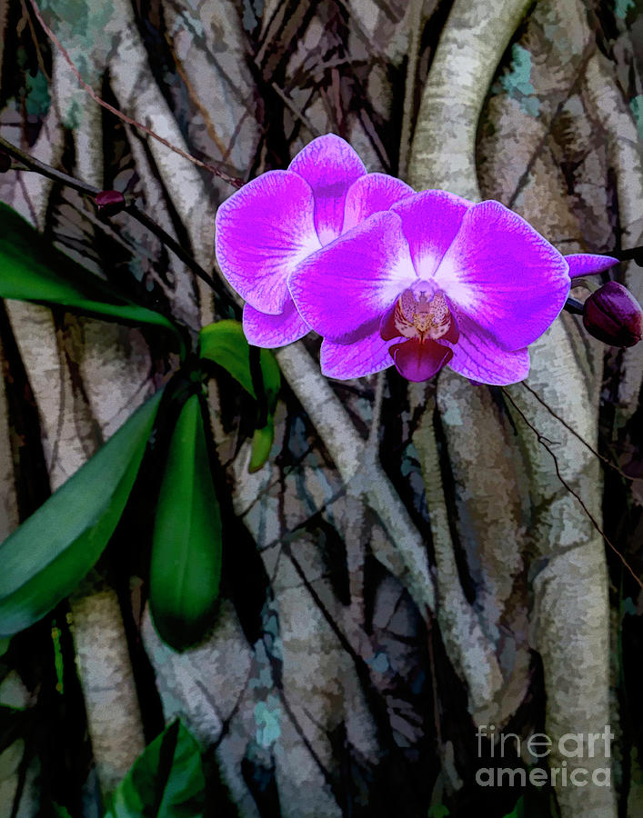 An orchid blossoms on a banyan tree in Florida Photograph by William Kuta