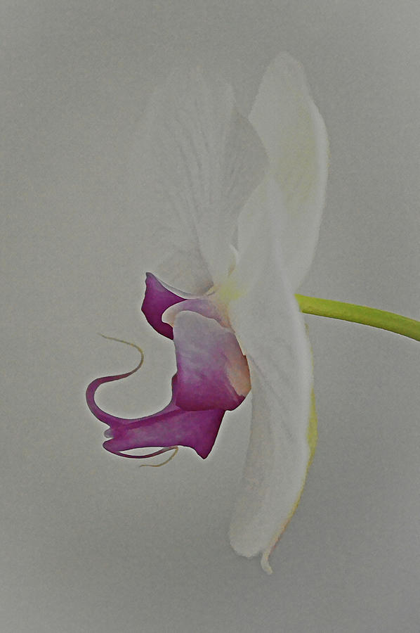 An Orchid Flower Profile Portrait Digital Art by Gaby Ethington
