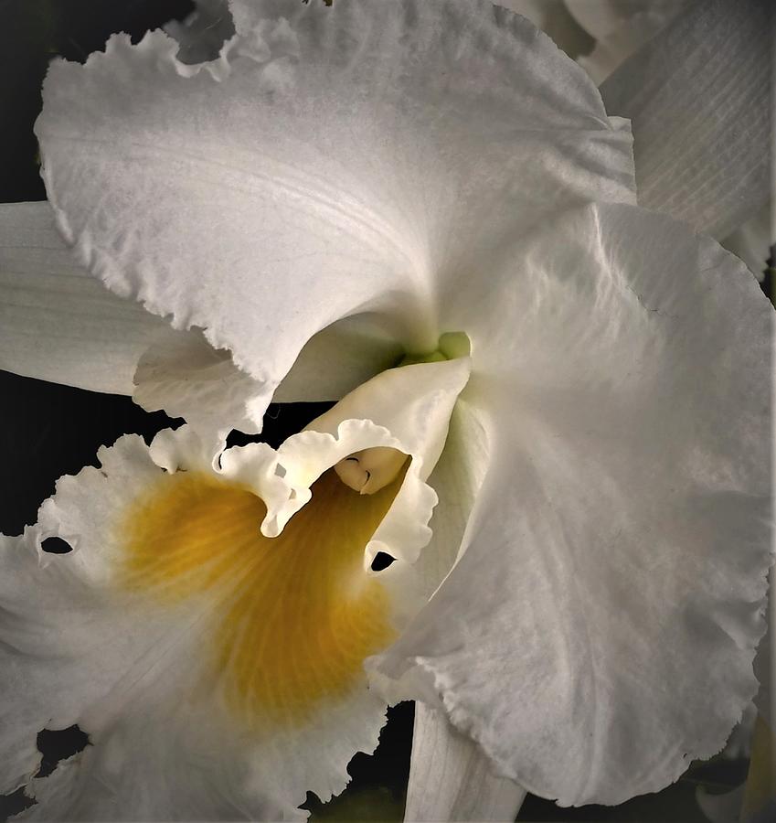 An Orchid Whispers   Photograph by Angela Davies
