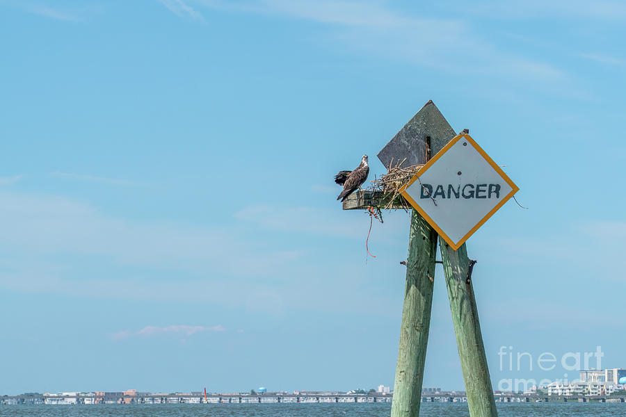 An osprey at its nest on a channel marker on Assawoman Bay at Oc Photograph by William Kuta