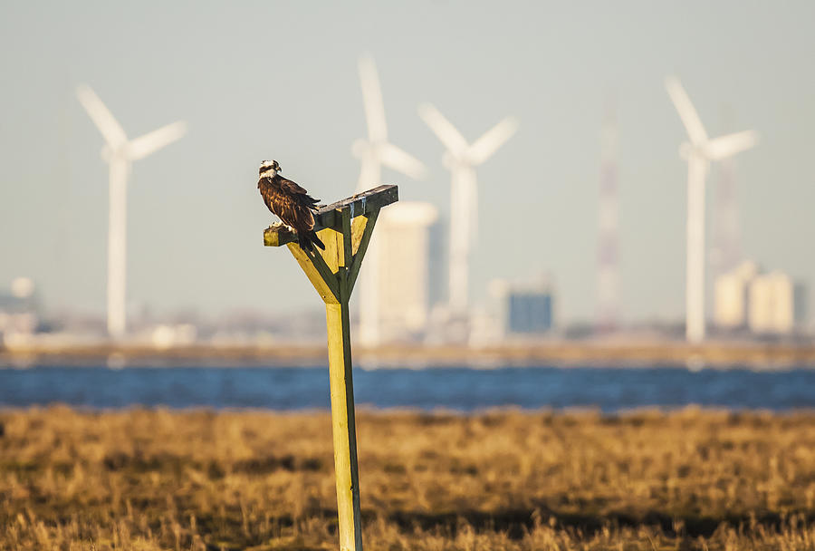 An osprey (pandion haliaetus) sits on a manmade perch in the new jersey wetlands with a wind farm in the background Photograph by Brian Guzzetti / Design Pics
