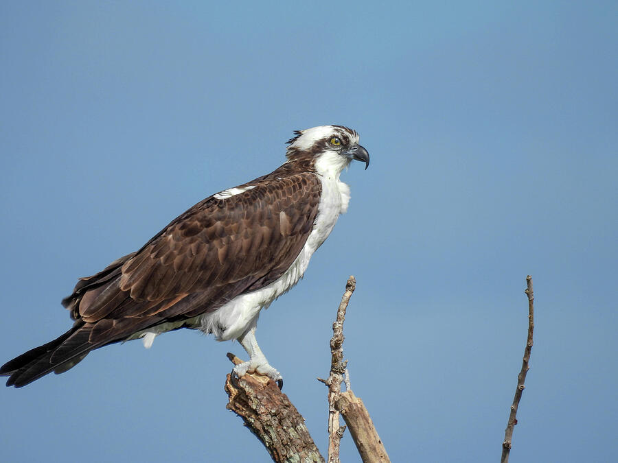 An Osprey Perched On A Stump Near Lake Apopka Photograph By Lisa 