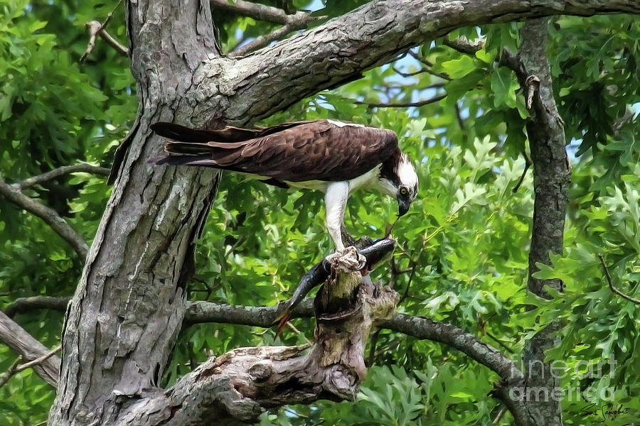 osprey food