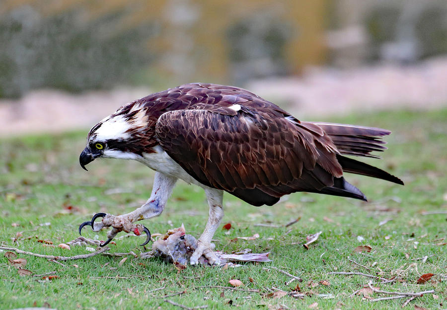 An Ospreys Talons Photograph by David T Wilkinson