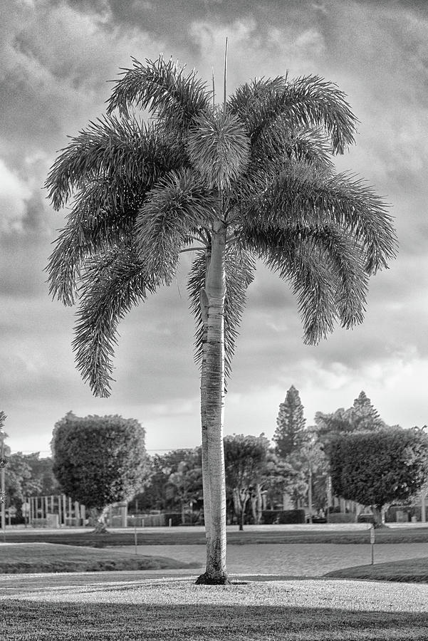 An Outstanding Palm Tree in Black and White Photograph by Alan Goldberg