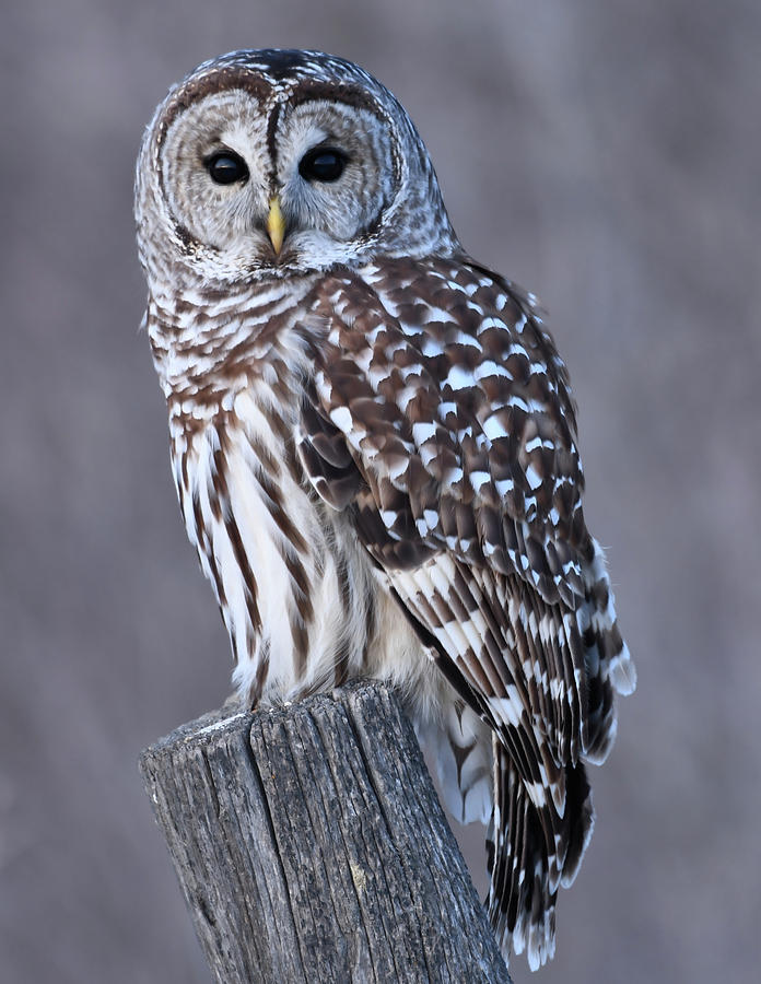 An Owls Wisdom Photograph