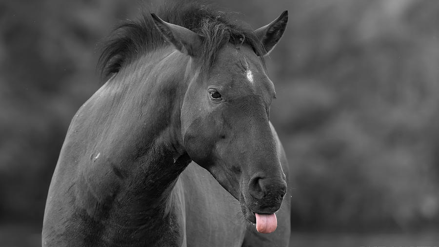 An Unimpressed Stallion. Photograph by Paul Martin