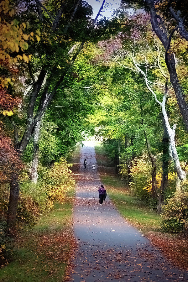 An Autumn Walk In The Park Photograph